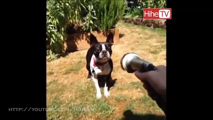 Funny Pets & Animals Vines Compilation 2014 2015