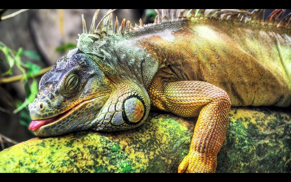 Smiling Animals HD 1080p