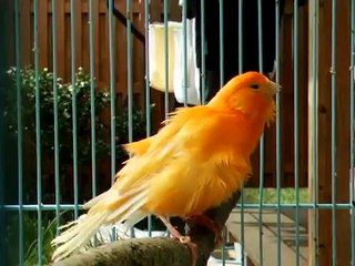 TÜRKÖZÜ VİESSMAN KOMBİ SERVİS-0312 –279 15 16