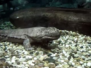 Chinese Giant Salamander