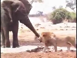 Elephant vs Lion: The Ultimate Showdown 🐘🦁