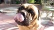 Bullmastiff Jack Best Dog Tricks #2- Fun with Pup and Jane