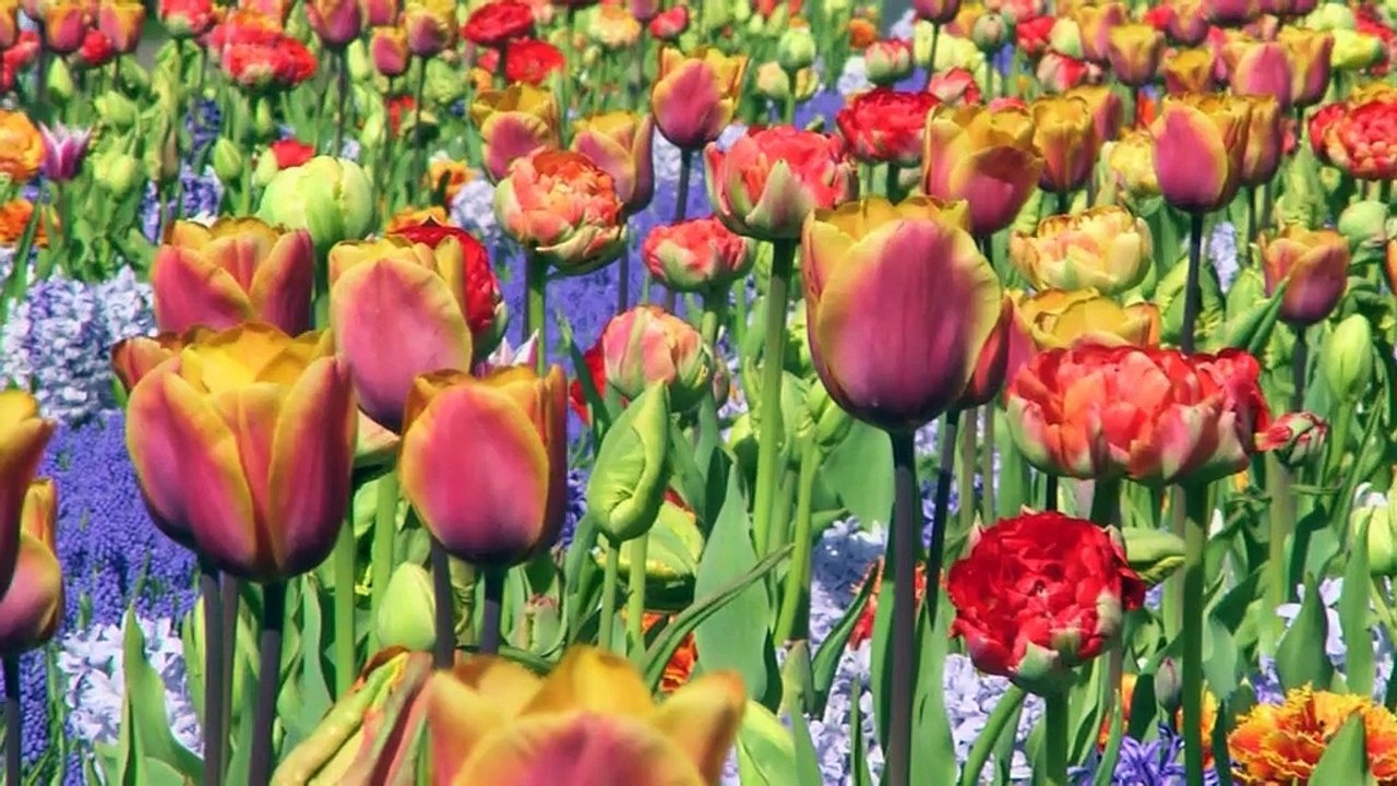 Le parc Keukenhof, le paradis des tulipes