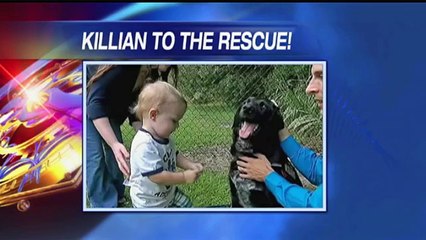 Dog Saved Baby From An Abusive Babysitter