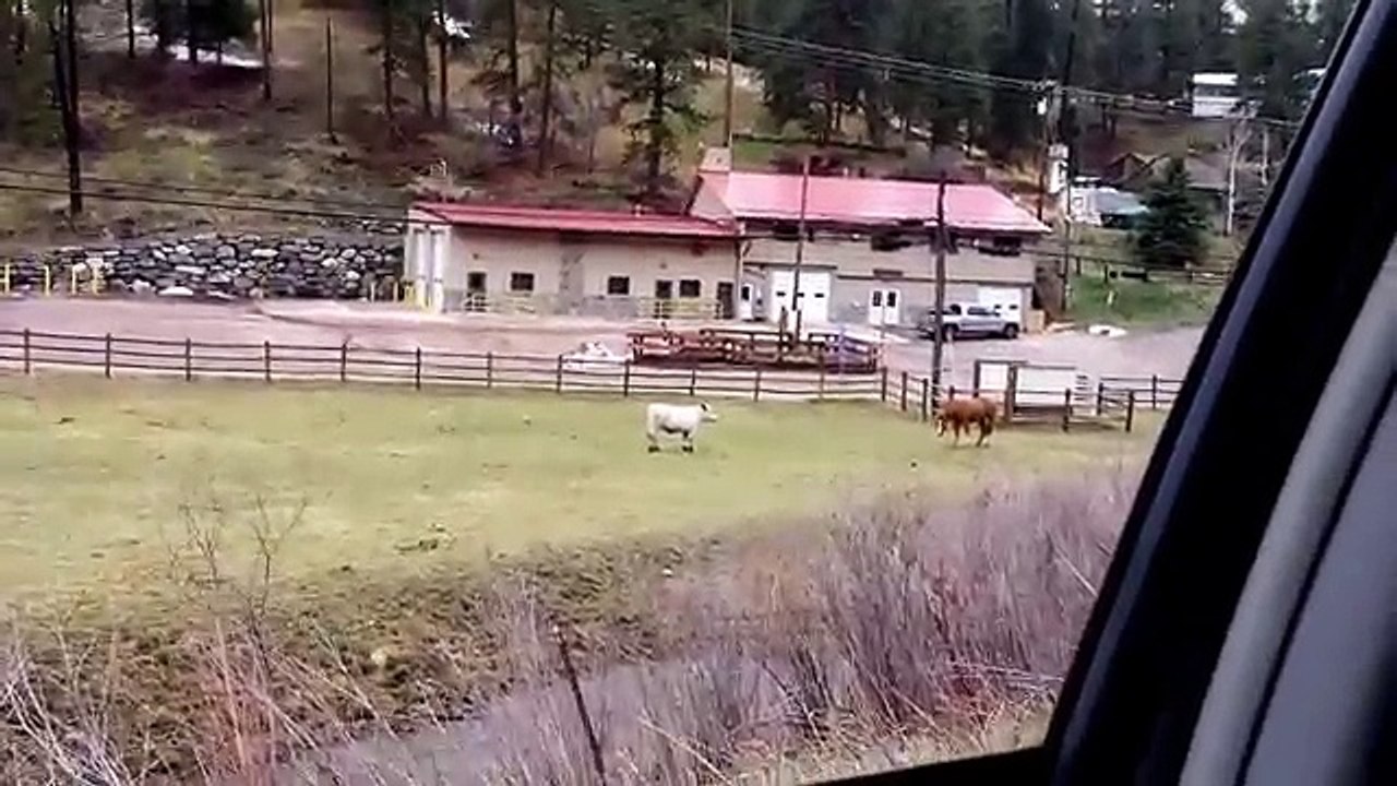 Cow Misses Friend, Plays with Horse