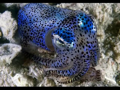 Hawaiian Bobtail Squid (Euprymna scolopes)