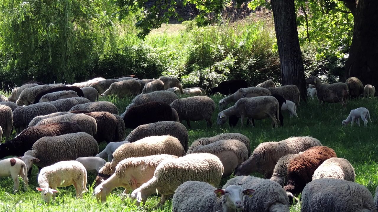 LE RETOUR DES MOUTONS