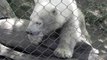 Polar Bear Cub Sucking her Thumb :)