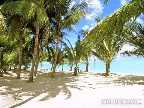 Aloha Oe - Hawaiian Guitar