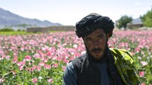 101 East - Afghanistan's Billion Dollar Drug War
