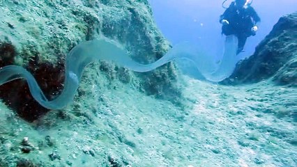 1-2-3 Mayıs Kaş Dalışı - 4