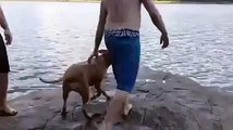 Sahibinin Arkasından Denize Atlayan Sadık Köpek