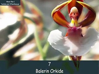 MOST AMAZING FLOWERS