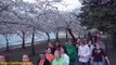 Washington DC Cherry Blossoms - Video Travel Guide