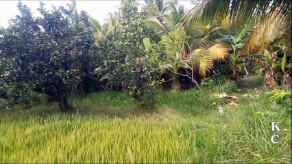 Hoa tím ngày xưa - Karaoke beat