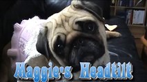 Pug Head Tilt seen on Animal Planet America's Cutest Dogs