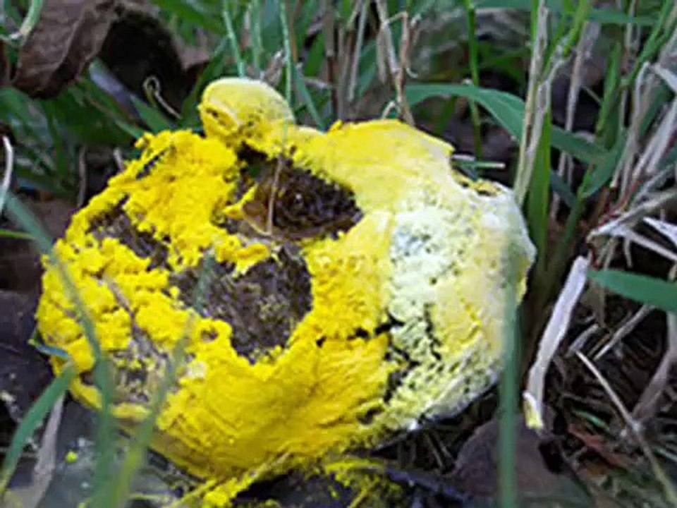 The Kingdom Fungi