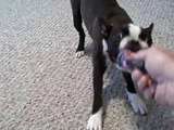 5 month old Boston Terrier loves to play ball