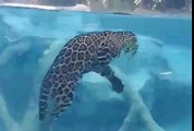 jaguar freshwater