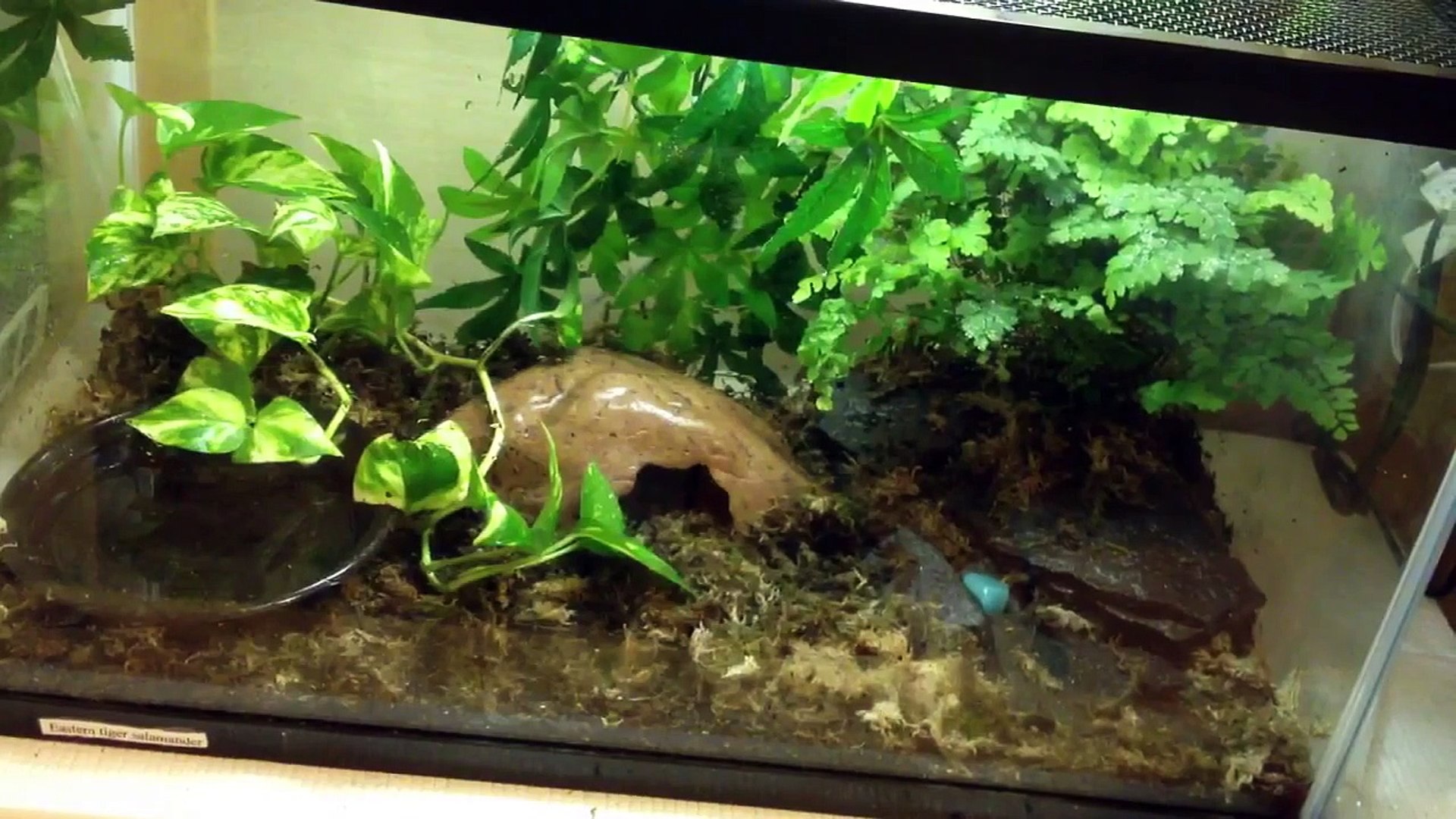 Updated eastern tiger salamander tank setup!