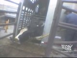 Warning: disturbing footage. Undercover investigation at Chinos Hallmark/Westland slaughterhouse