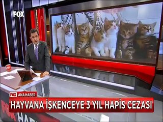 Evindeki kediye işkence yapana Adalet 3 yıl hapis cezası verdi