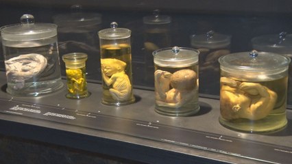 Le Musée des sciences naturelles inaugure sa nouvelle 'Galerie de l'Homme'