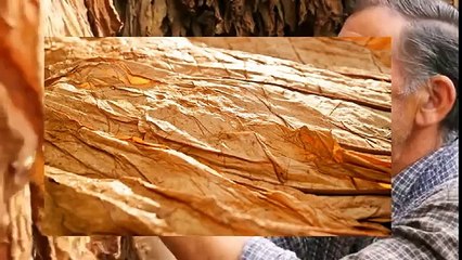 Hoja de Tabaco Tabaco Sin Desvenar