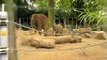 Baby olifant Kai-Mook Zoo Antwerpen België heerlijk aan het stoeien Antwerp Zoo Belgium