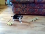 Cat With Small Animals Very Funny