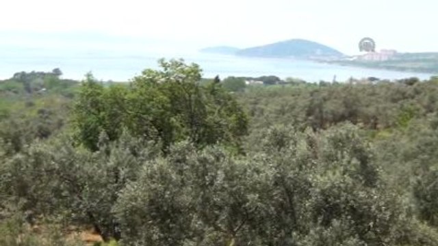 Erdek'te Zeytin Ağaçlarında Hastalık Tespit Edildi