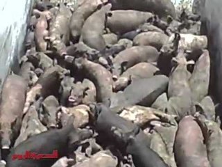 Mass graves for Egypt's pigs مقابر جماعية لخنازير مصر
