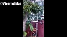 Así es como a través de un árbol de mangos le hacen peticiones a Nicolás Maduro