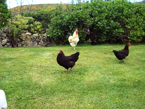 La basse cour de la Ferme du Gros Mont - Auderville 50