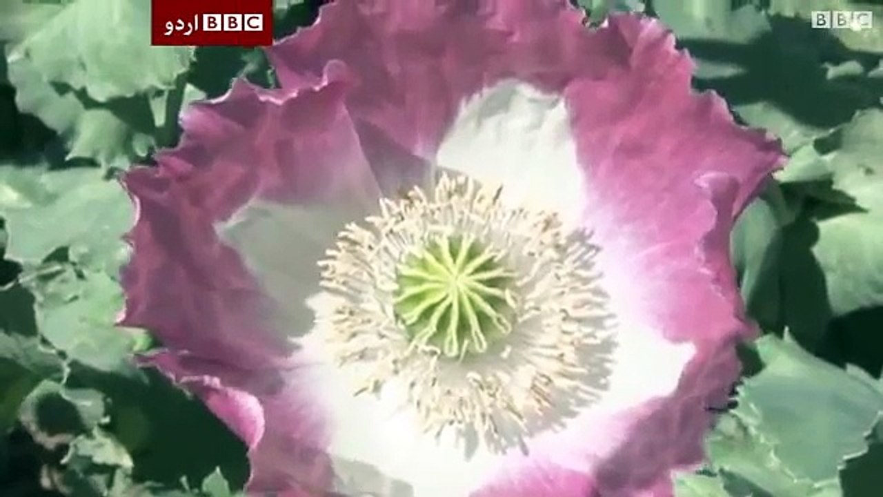 بلوچستان میں پوست کی کاشت میں اضافہ BBC Urdu news Sairbeen 6th May 2015 بی بی سی اردو سیربین