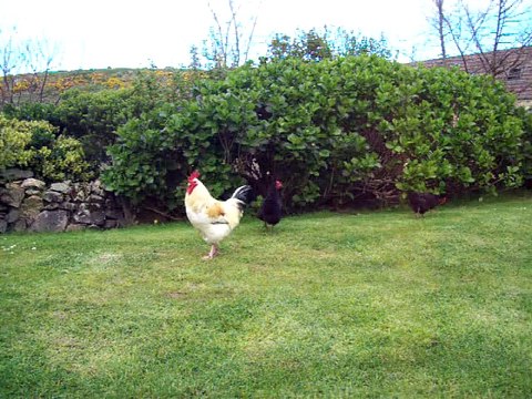 (2) La basse cour de la Ferme du Gros Mont - Auderville 50