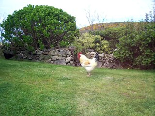 (6) La basse cour de la Ferme du Gros Mont - Auderville 50