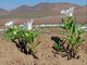 Un désert en fleurs après de terribles inondations dans le nord du Chili