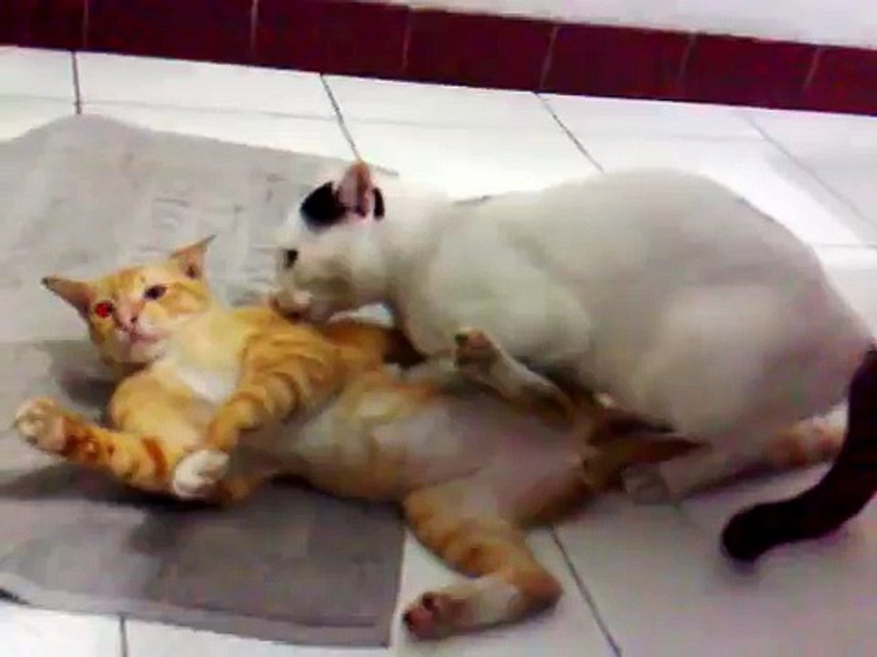 Kucing kawin