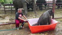baby-elephant-bathing-double-trouble