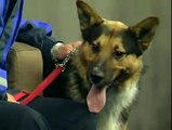 SPCA dogs get out of hand on the news (high quality)