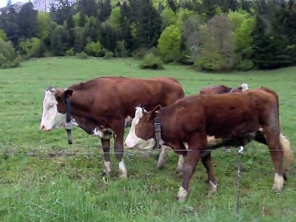 Un soir les vaches...