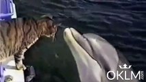 Une amitié incroyable entre un chat et un dauphin