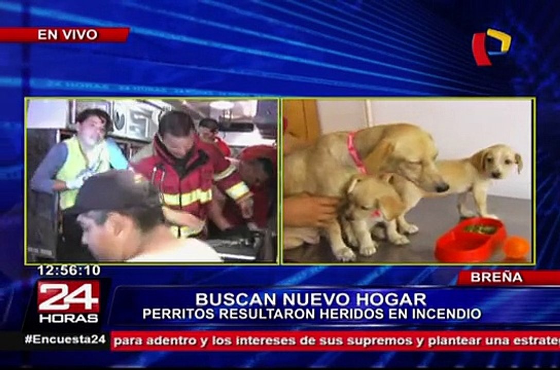 Breña: perros que resultaron heridos durante incendio requieren ser adoptados