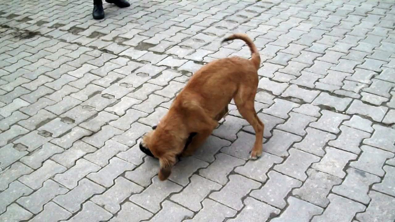 the battle of dogs.1,Köpeklerin Savaşı.1