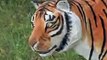 Tigres de Siberia documental 4 de 6 national geographic