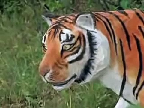 Tigres de Siberia documental 4 de 6 national geographic