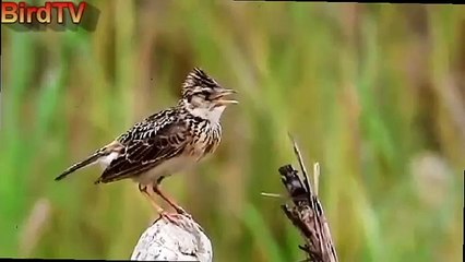 Chim son ca, Oriental Skylark bird