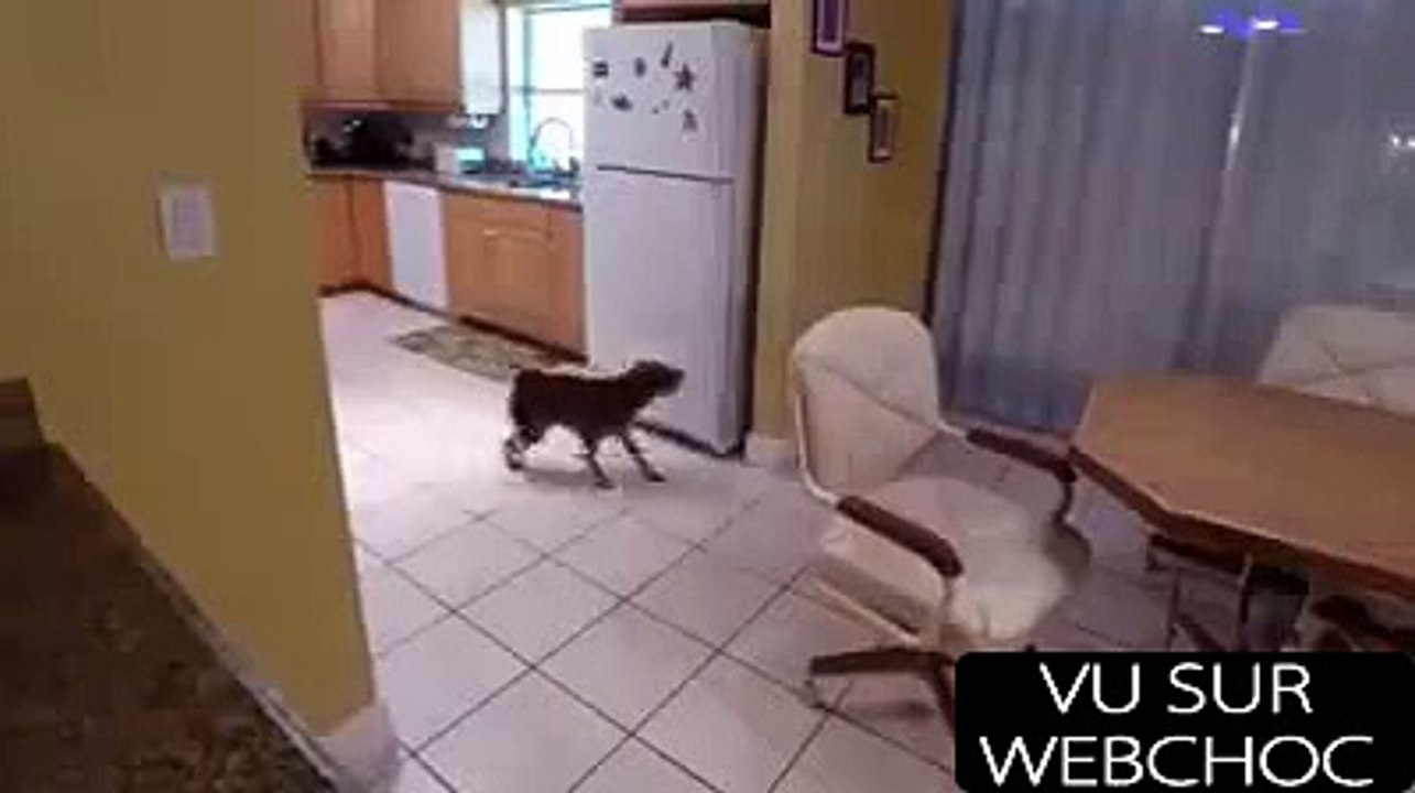 CHIEN SUPER MALIN QUI SE SERT LUI-MÊME DANS LE FRIGO