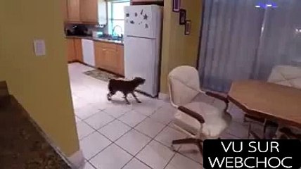 CHIEN SUPER MALIN QUI SE SERT LUI-MÊME DANS LE FRIGO